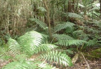 Jackass Fern Gully