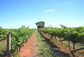 Coonawarra Wine Region