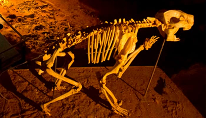 Naracoorte Caves