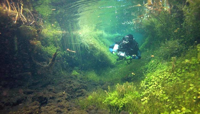 Ewens Ponds